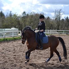 Tysk Sportspony Kavsgaards Geisha