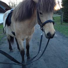 Islænder Disa fra Bøgvad