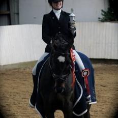 Dansk Varmblod Caruso (SOLGT) 