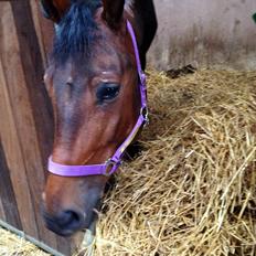 Lipizzaner Napsugar (NAPPA) /rideskolehest/