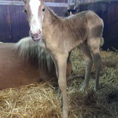 Haflinger Brie Lindegaard solgt