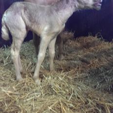 Haflinger Brie Lindegaard solgt