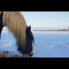 Irish Cob Blue Bell