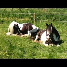 Irish Cob Schakesspeer