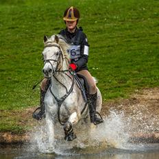 Anden særlig race Amadeus