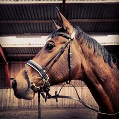 Anden særlig race Ariel Alfarvad Z  (Allan)