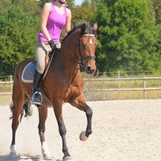 Welsh Partbred (Sec F) Cooper TG