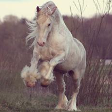 Irish Cob Johnatan