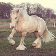 Irish Cob Johnatan