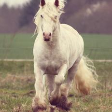 Irish Cob Johnatan