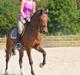 Welsh Partbred (Sec F) Cooper TG