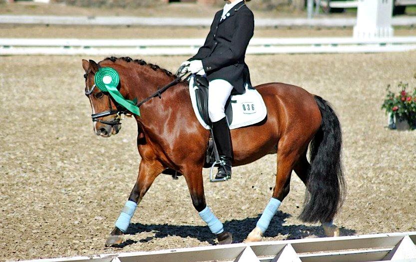 Welsh Pony (sec B) Bakkegårdens Valentin A-pony - Savner den tid :') <3 billede 20