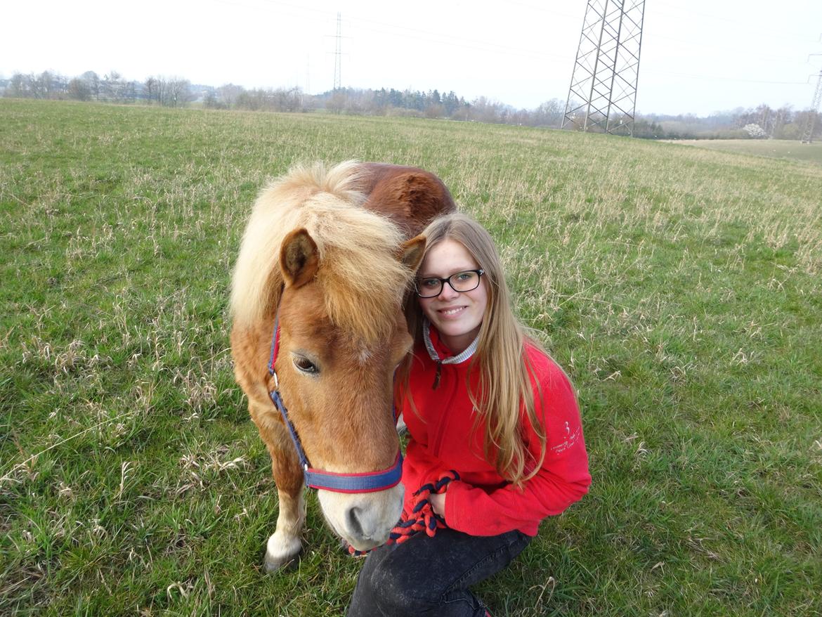 Shetlænder Funny Pony billede 3