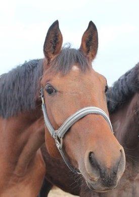 Dansk Varmblod Fiona By West billede 16