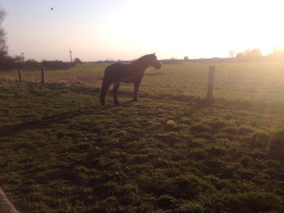 Anden særlig race Agathe billede 9