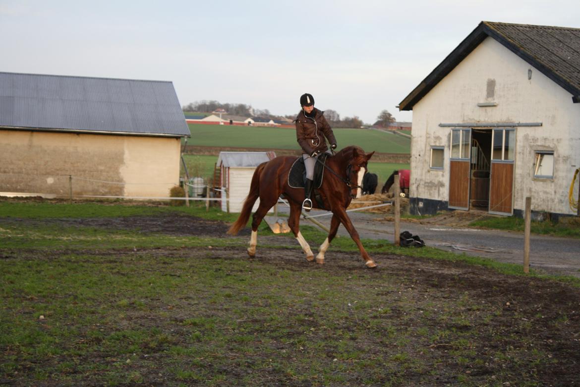Dansk Varmblod Dalvangs Duchess billede 1