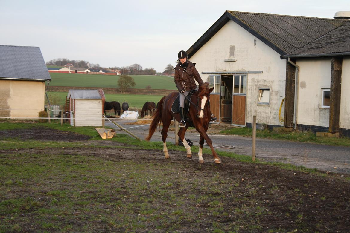 Dansk Varmblod Dalvangs Duchess billede 2