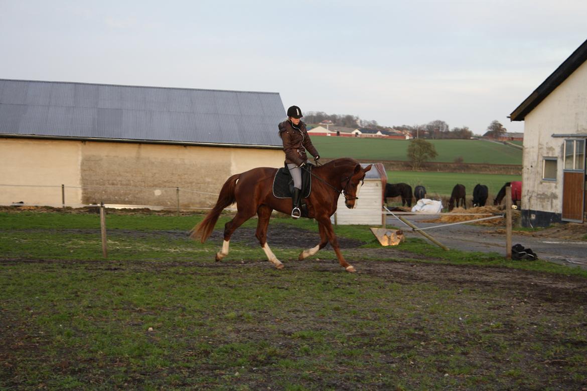 Dansk Varmblod Dalvangs Duchess billede 3