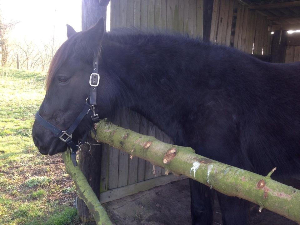 Anden særlig race Agathe billede 10