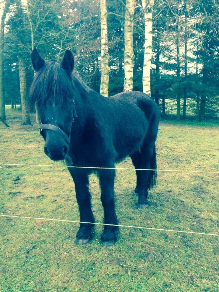 Anden særlig race Agathe billede 12
