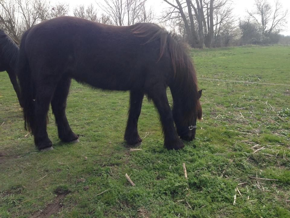Anden særlig race Agathe billede 11