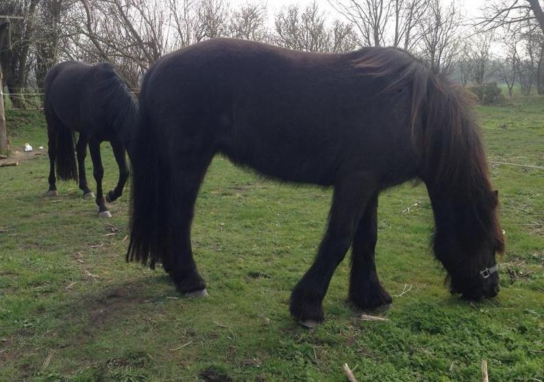 Anden særlig race Agathe billede 13
