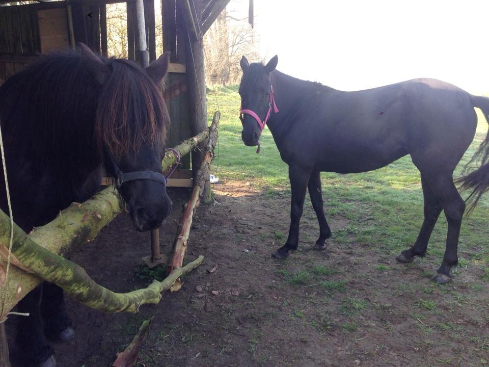 Anden særlig race Agathe billede 14