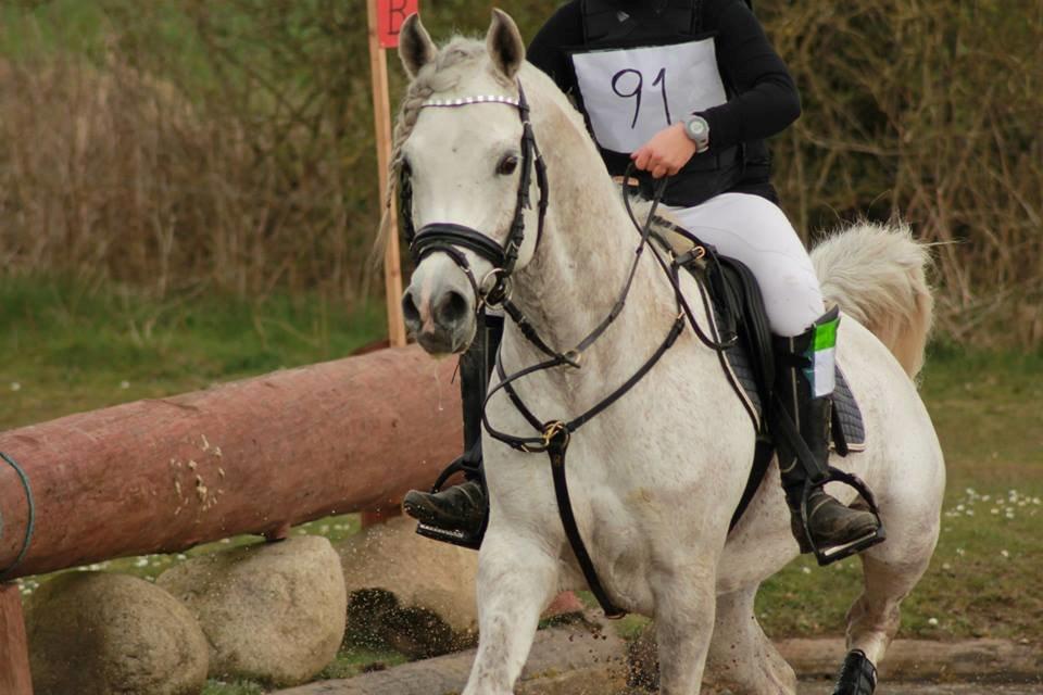 Arabisk fuldblod (OX) Shaklan Ibn Saskatoon - Taget af EC Foto. Military stævne i Langå, Cnc80. billede 13