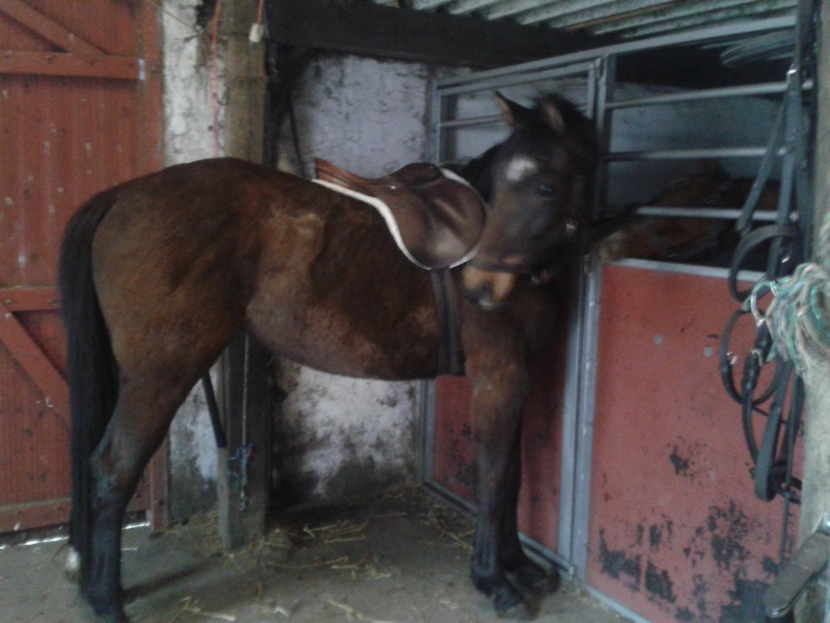 Dansk Varmblod Corvette Royal - øvet lidt "sadle på" inden Corvette blev  sendt i tilridning. billede 10