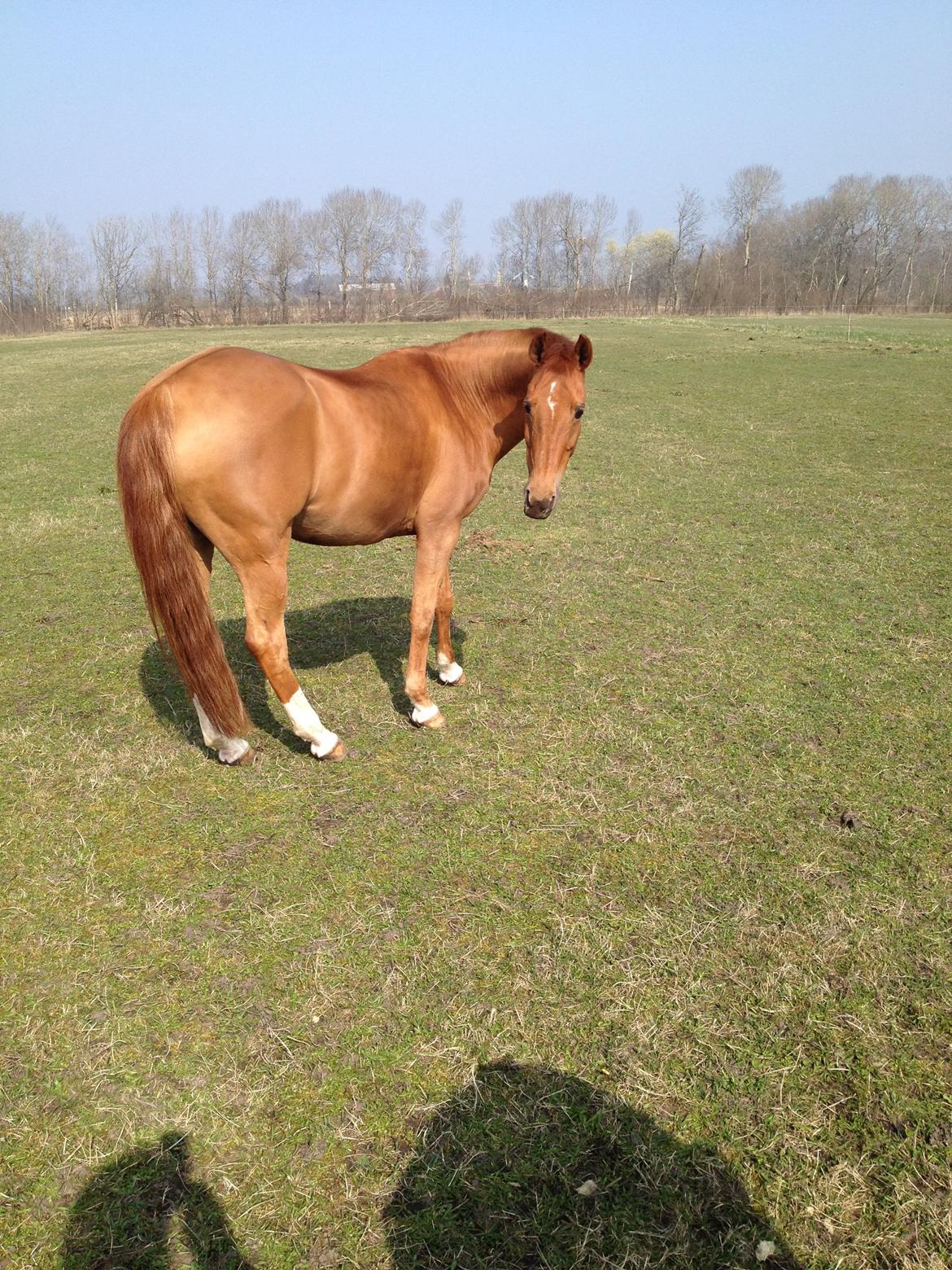 New Forest Reigershoeve Debbie - 29. marts 2014  skønt vejr, og jeg har fået "frakken" af for en stund billede 24