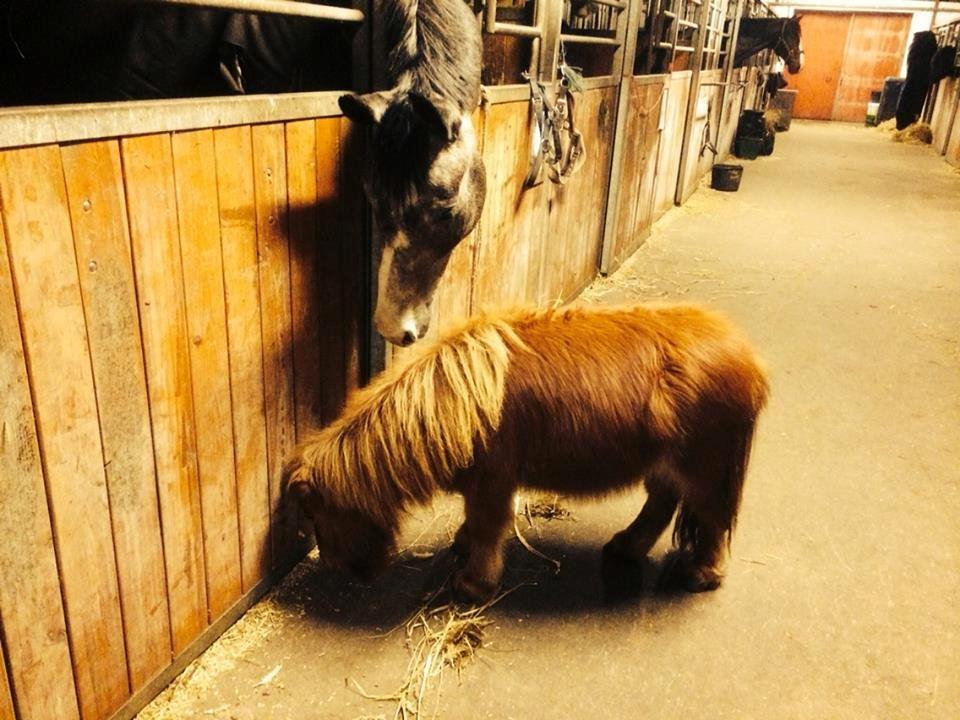 Dansk Varmblod P'lando *SOLGT* - Lando Hilser på Mini boll (-: billede 5