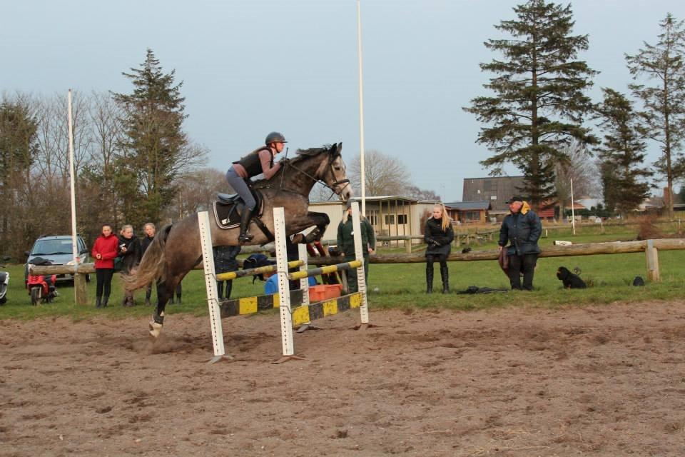 Dansk Varmblod P'lando *SOLGT* - Lando spring træning 2014 - 105cm billede 4