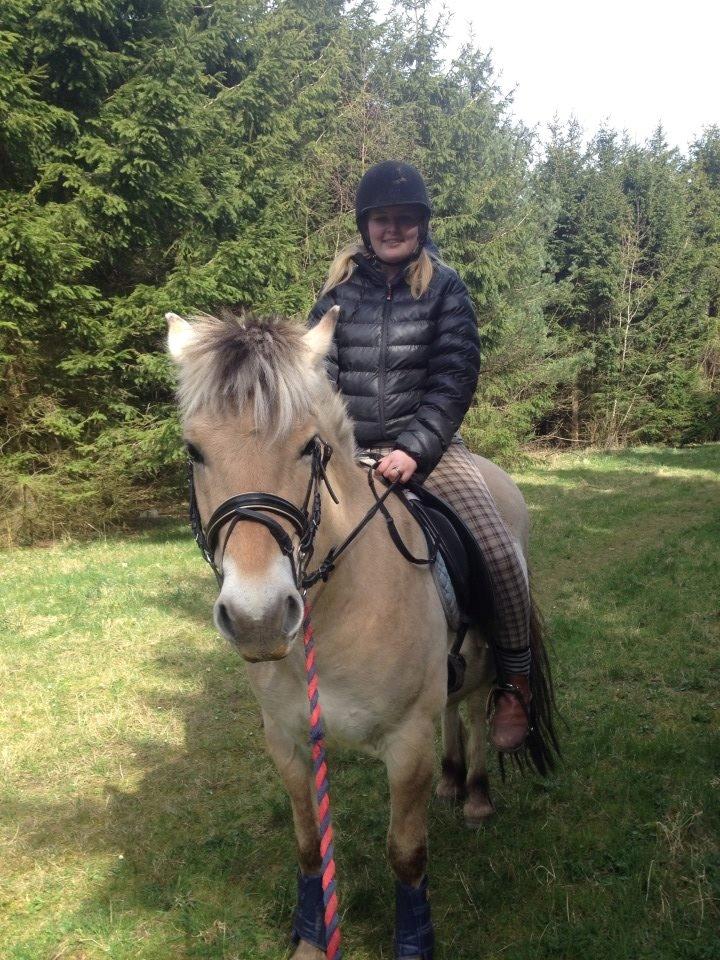 Fjordhest Jasper Pride billede 2