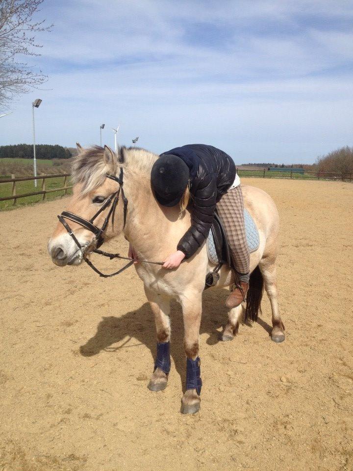 Fjordhest Jasper Pride billede 4