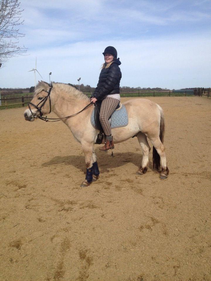 Fjordhest Jasper Pride billede 24