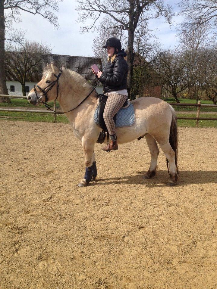 Fjordhest Jasper Pride billede 14