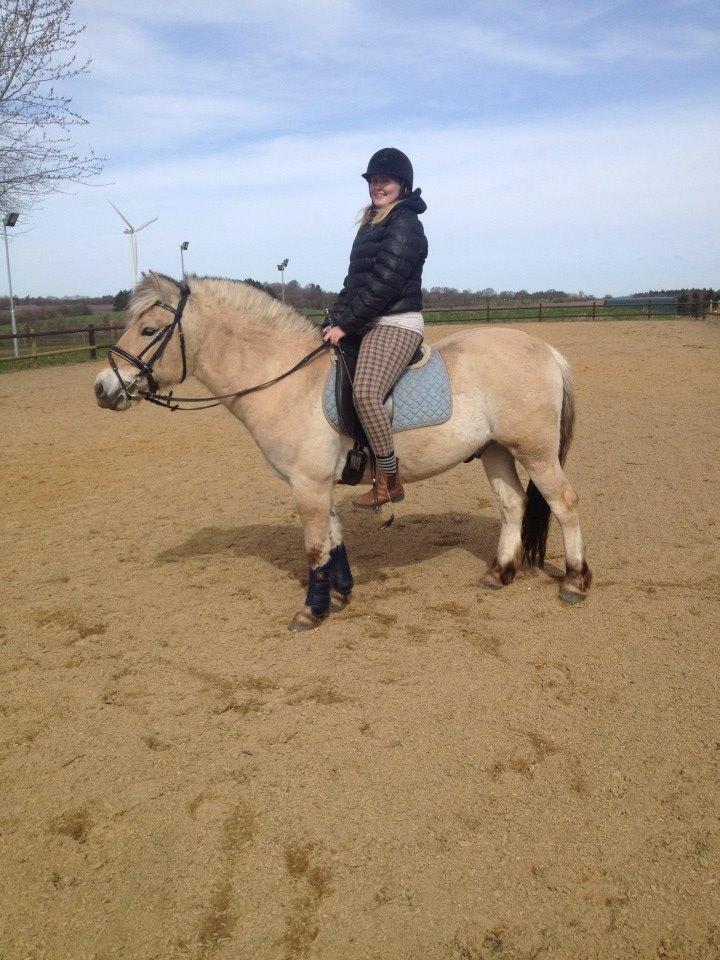 Fjordhest Jasper Pride billede 19