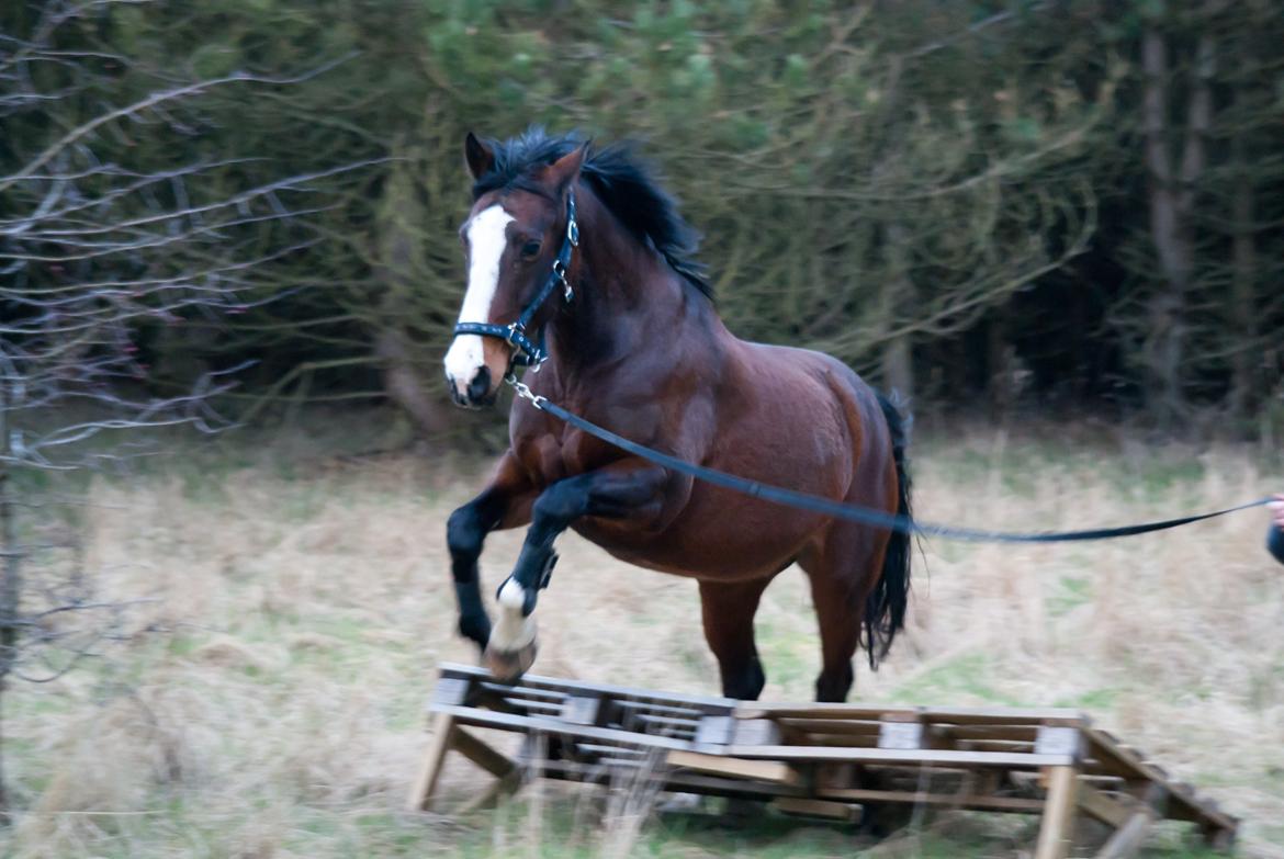 Hollandsk Varmblod Romy **MIN ET OG ALT** billede 21