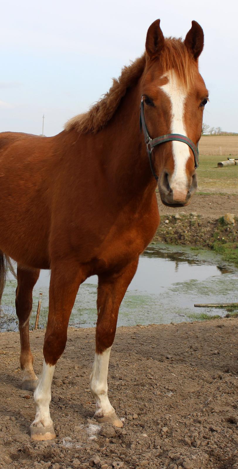 DSP Nørretelling's Ballou -  - Foto: Mig billede 43