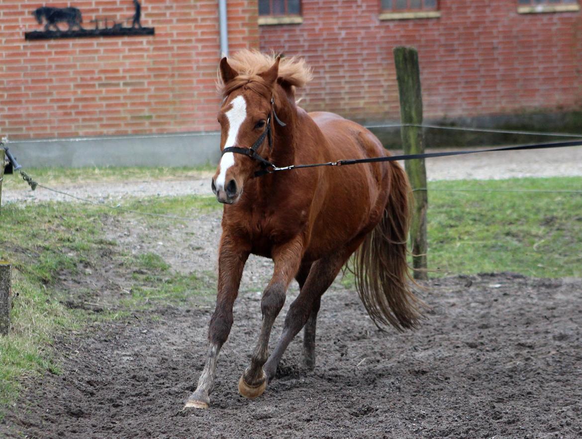 DSP Nørretelling's Ballou -  - Foto: Søster billede 45