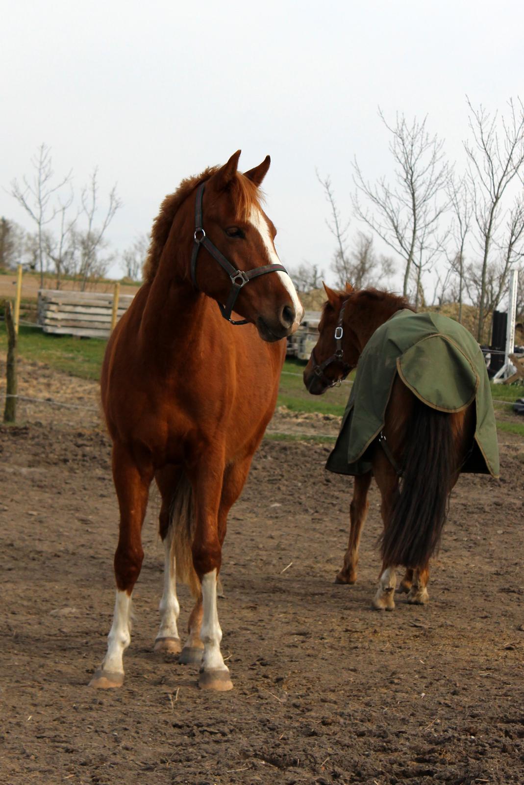 DSP Nørretelling's Ballou -  - Foto: Mig billede 12