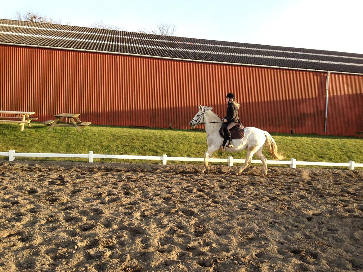 Connemara Frostegård's Honeymoon - Galop <3 billede 12