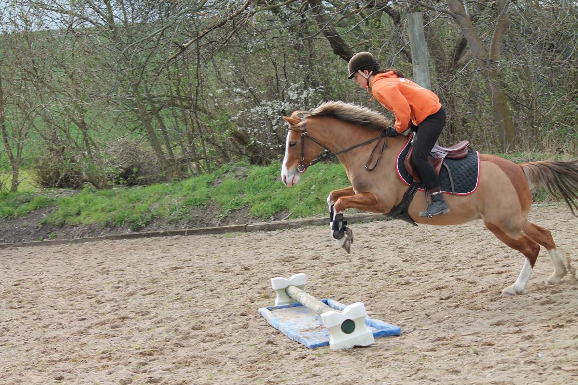 Tysk Sportspony Fee 768 - Det er ikke højt men det er vand! hun kigger ikke den dejlige ponse <3 billede 16