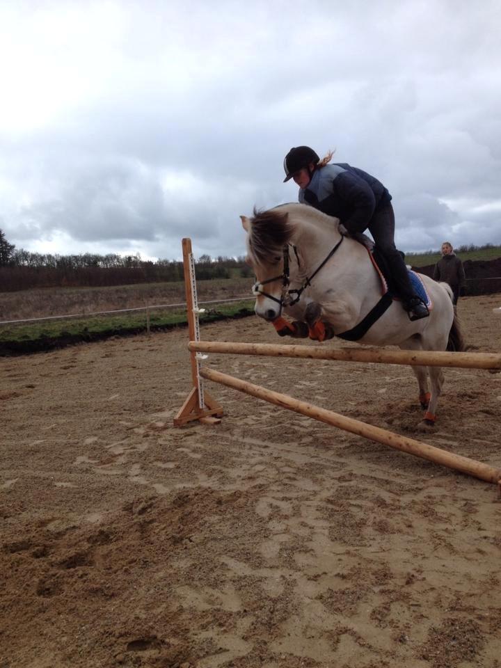 Fjordhest Tango!&lt;3 - Altid dig og mig!:-*  billede 20