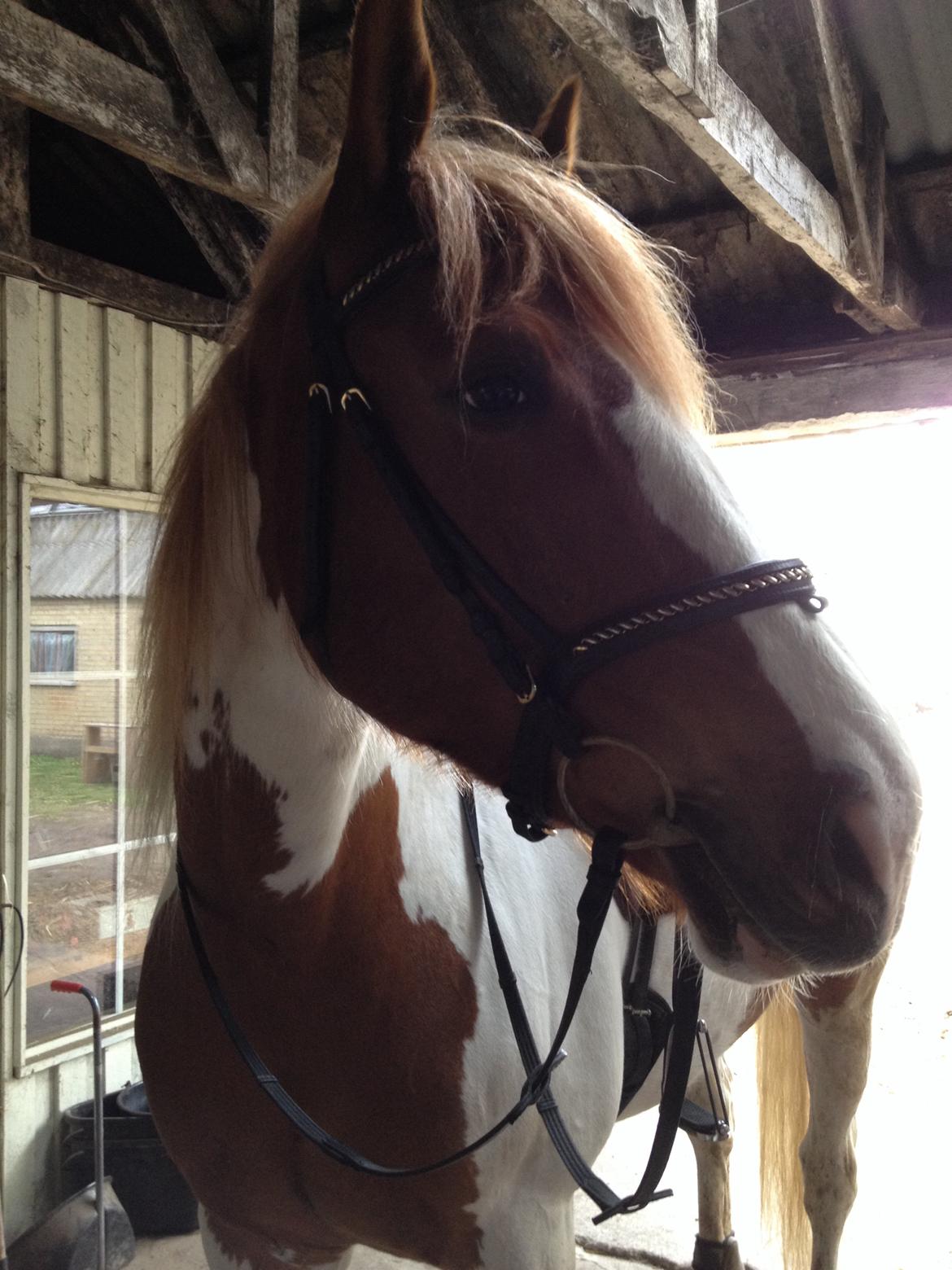 Anden særlig race Olivar - Solgt billede 15