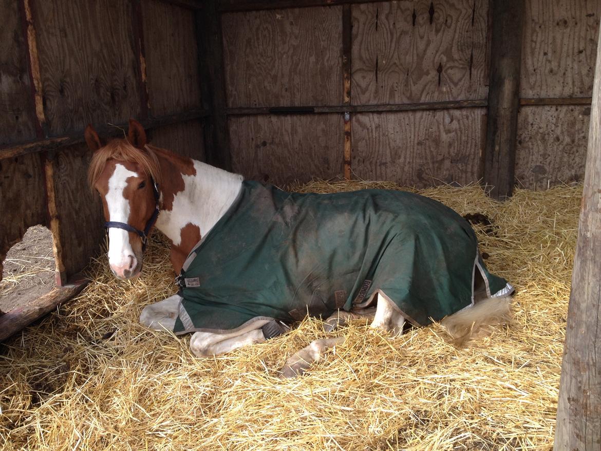 Anden særlig race Olivar - Solgt billede 16