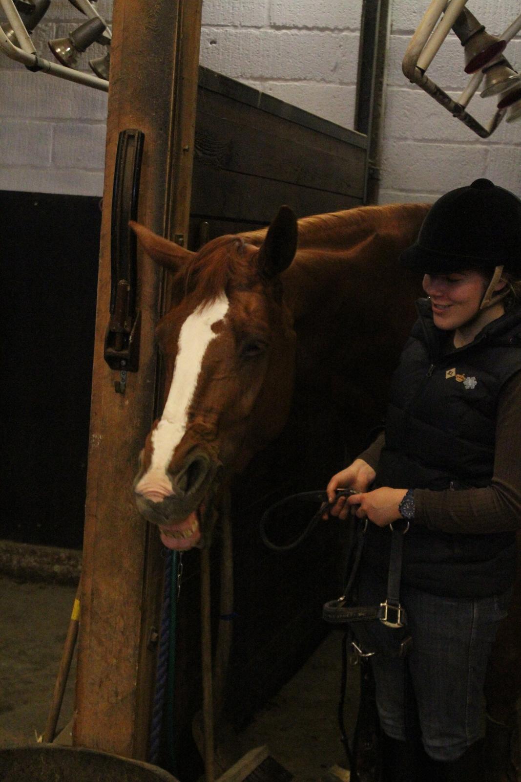 Dansk Varmblod Red Passion - Efter træning d. 6 april 2014 - den bedsteste tosse <3 Foto: Esther billede 19