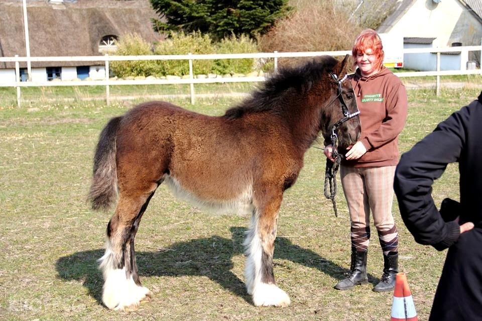 Irish Cob Fenna billede 1