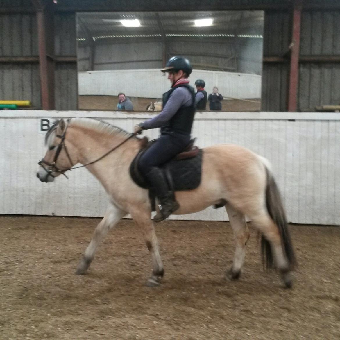 Fjordhest Apollo billede 15