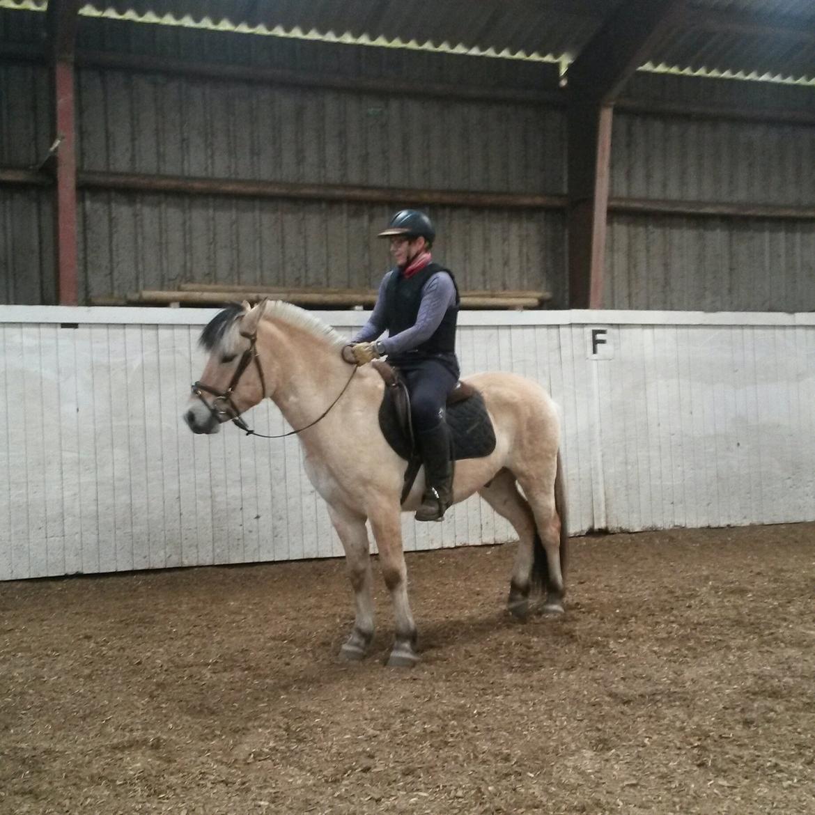 Fjordhest Apollo billede 16